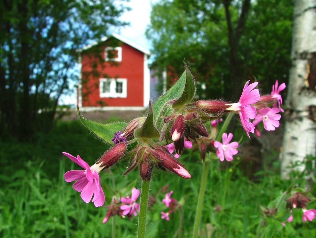 Wanha Pappila Cottages Simoniemi Eksteriør bilde
